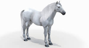 White Horse 3D Model Thumbnail