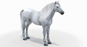 White Horse 3D Model Thumbnail