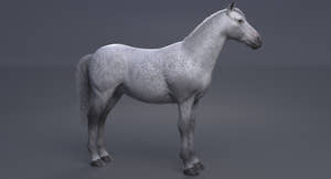White Horse 3D Model  Thumbnail