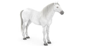 White Horse 3D Model Thumbnail