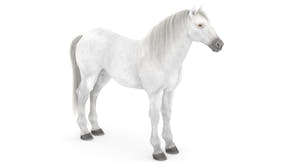 White Horse 3D Model Thumbnail