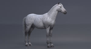 White Horse 3D Model  Thumbnail