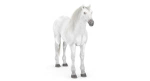 White Horse 3D Model Thumbnail