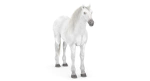 White Horse 3D Model Thumbnail