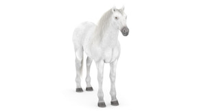 White Horse 3D Model Thumbnail