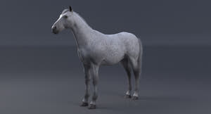 Horse 3D Model White Thumbnail