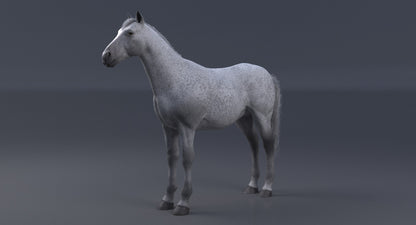 Horse 3D Model White