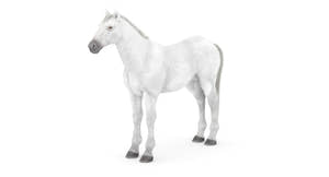 White Horse 3D Model Thumbnail