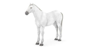 White Horse 3D Model Thumbnail