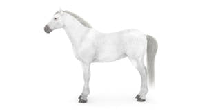 White Horse 3D Model Thumbnail