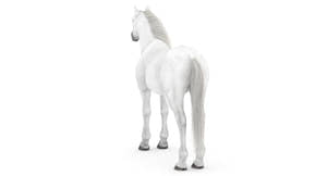 White Horse 3D Model Thumbnail