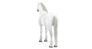 White Horse 3D Model Thumbnail