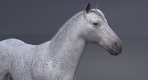 Horse 3D Model White Thumbnail