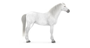 White Horse 3D Model Thumbnail