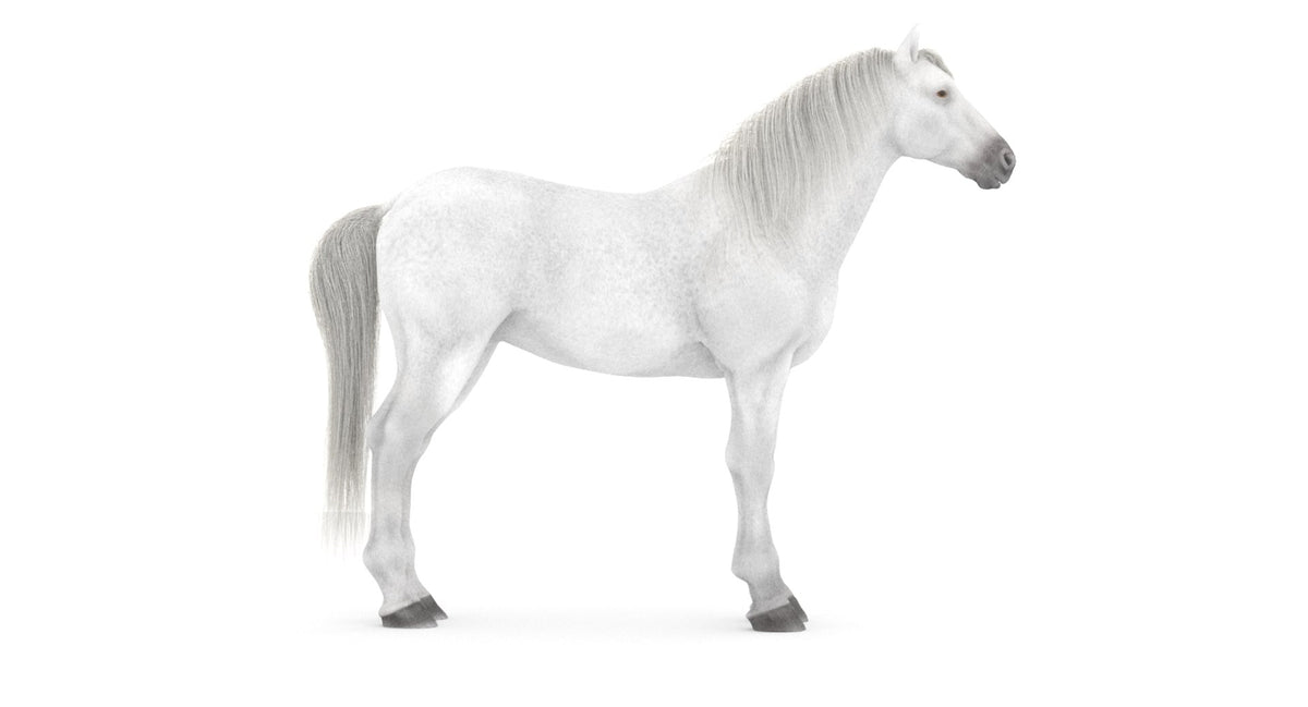 White Horse 3D Model