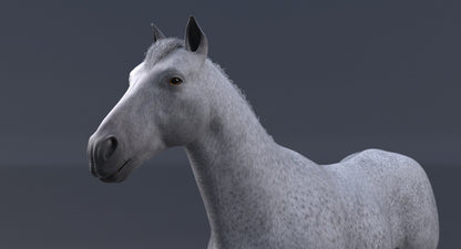 Horse 3D Model White