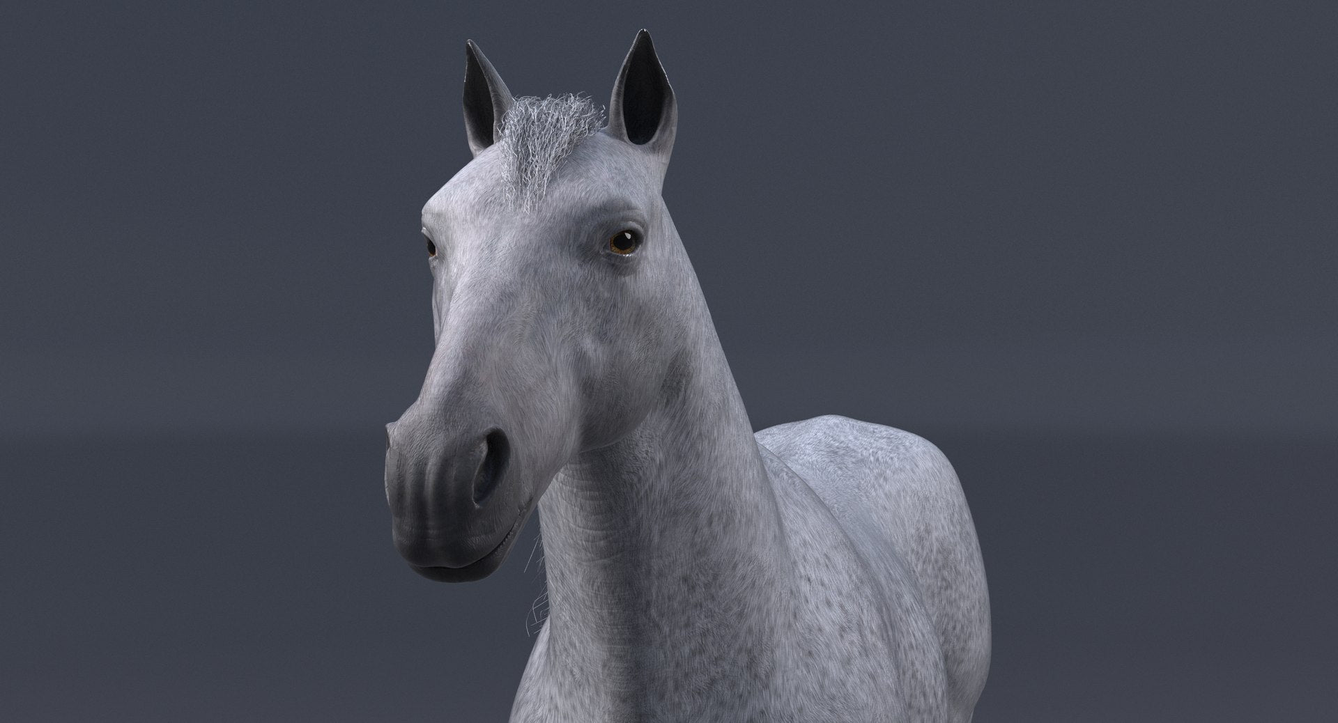 Realistic White Horse 3D Model 