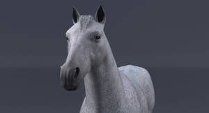 Realistic White Horse 3D Model  Thumbnail