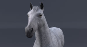Realistic White Horse 3D Model  Thumbnail