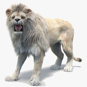 Rigged White Lion 3D Model with Realistic Fur Thumbnail