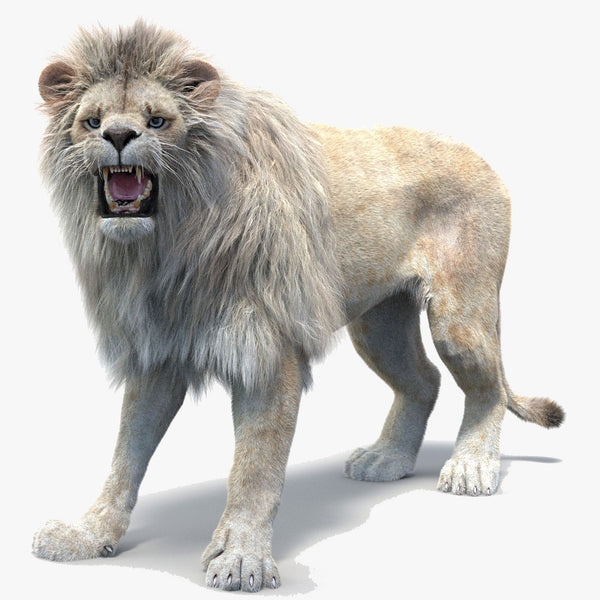 Rigged White Lion with Fur 3D Model