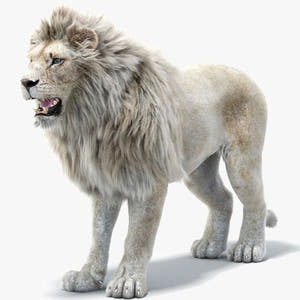 Realistic White Lion 3D Model with Fur for Download Thumbnail