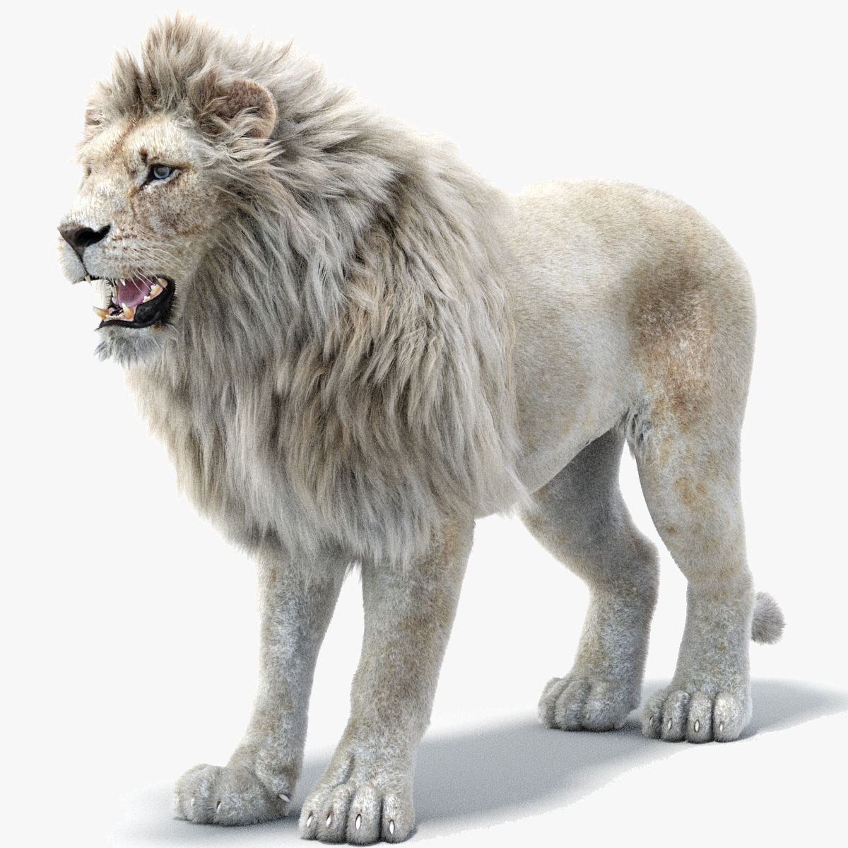 Realistic White Lion 3D Model with Fur for Download