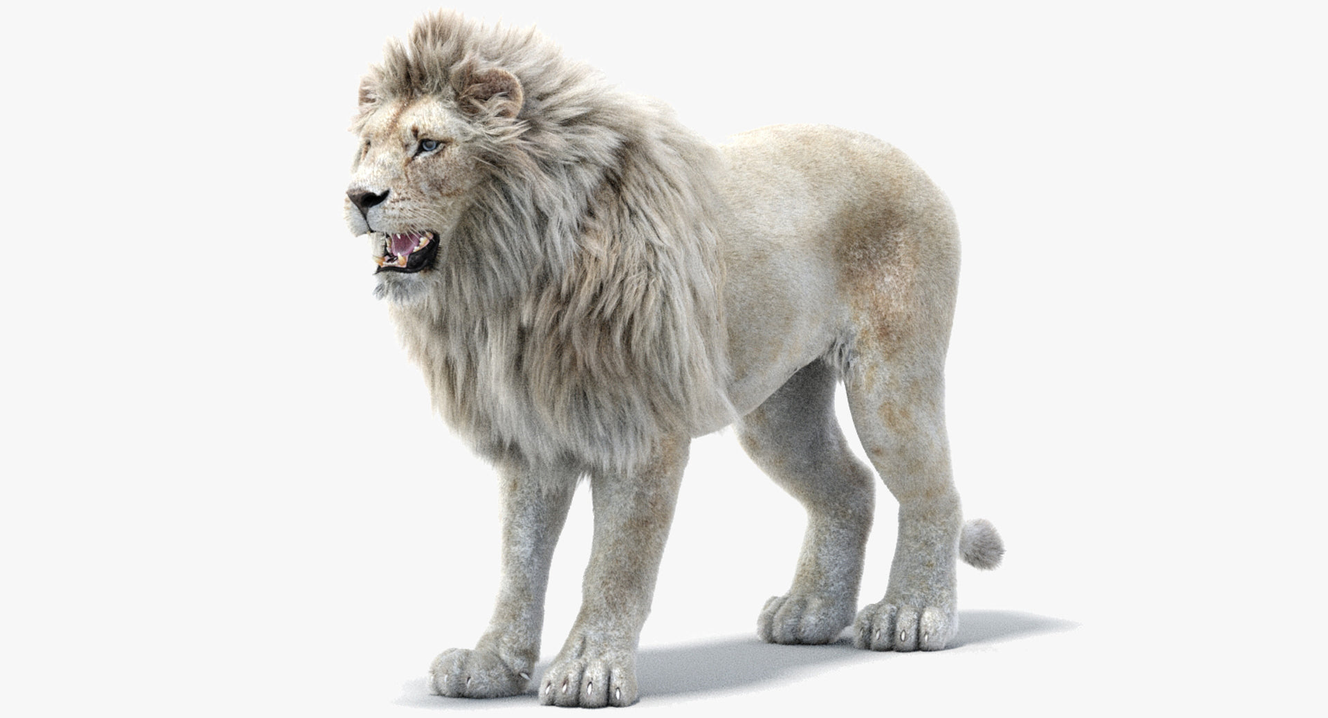 Realistic White Lion 3D Model with Fur for Download