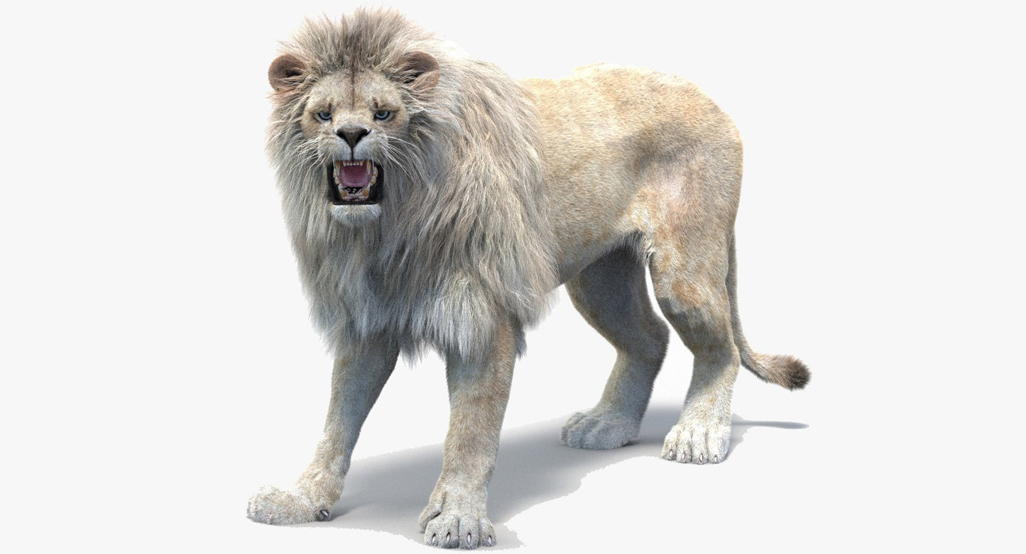 Rigged White Lion with Fur 3D Model