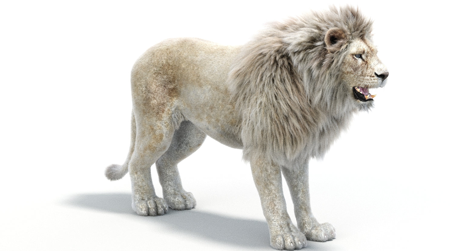 Realistic White Lion 3D Model with Fur for Download