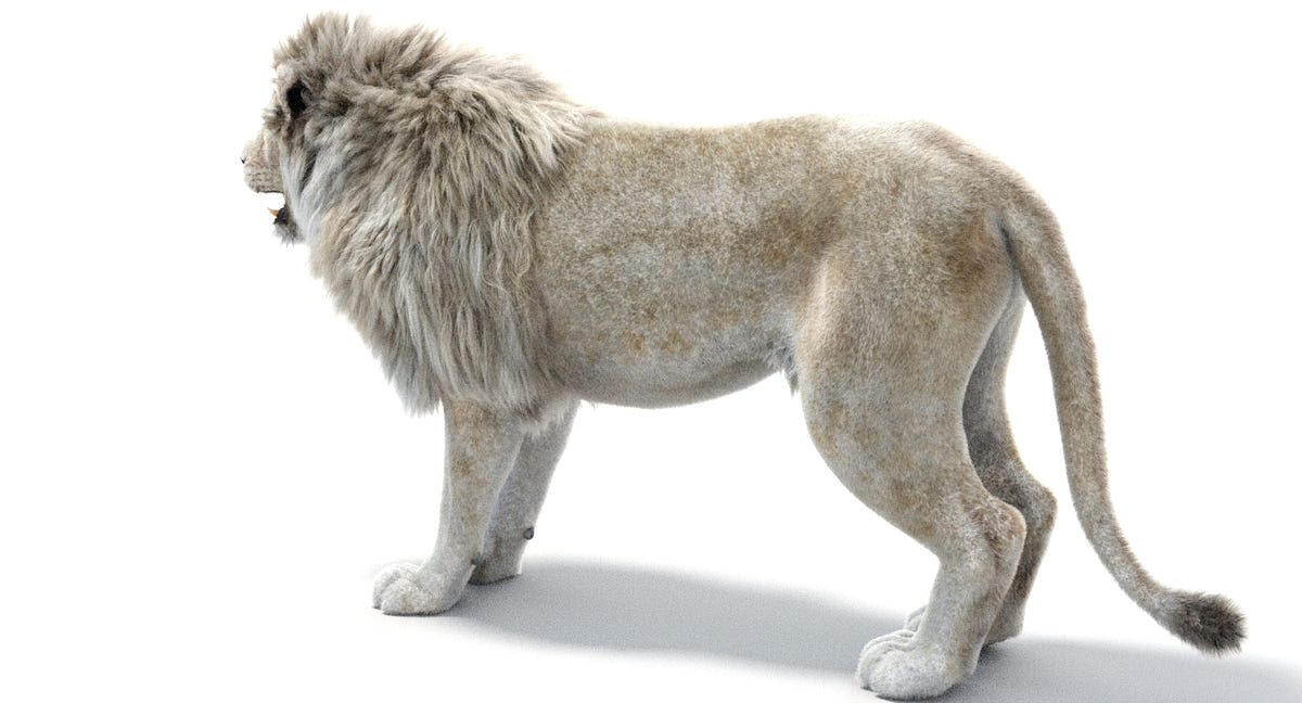 Realistic White Lion 3D Model with Fur for Download