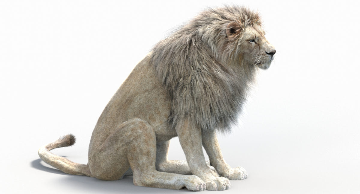 White Lion 3D Model Sitting, Side View with Realistic Fur