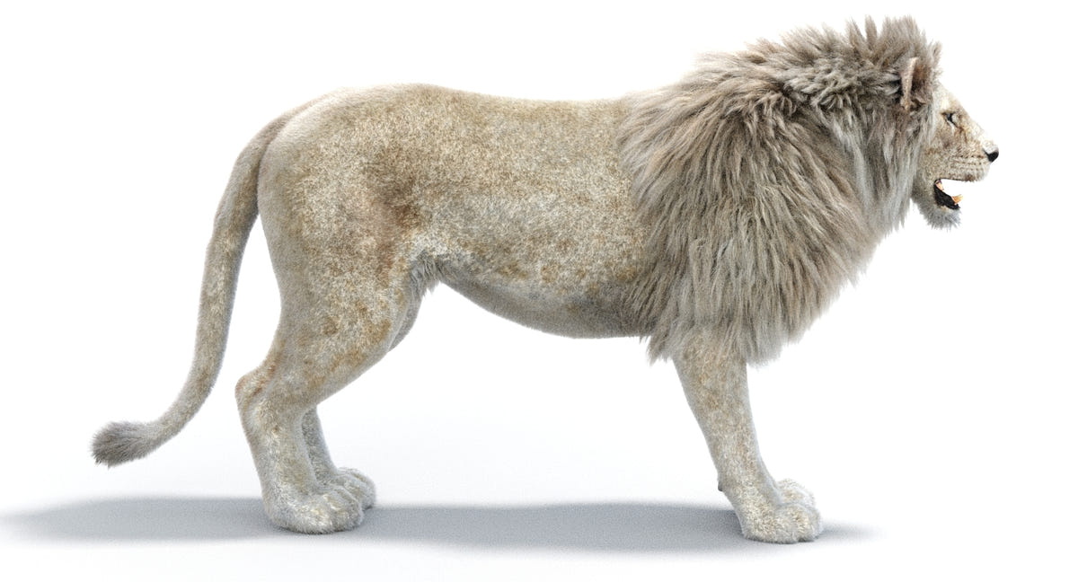 Realistic White Lion 3D Model with Fur for Download