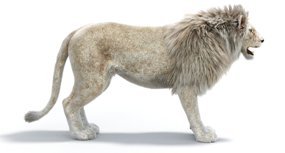Realistic White Lion 3D Model with Fur for Download