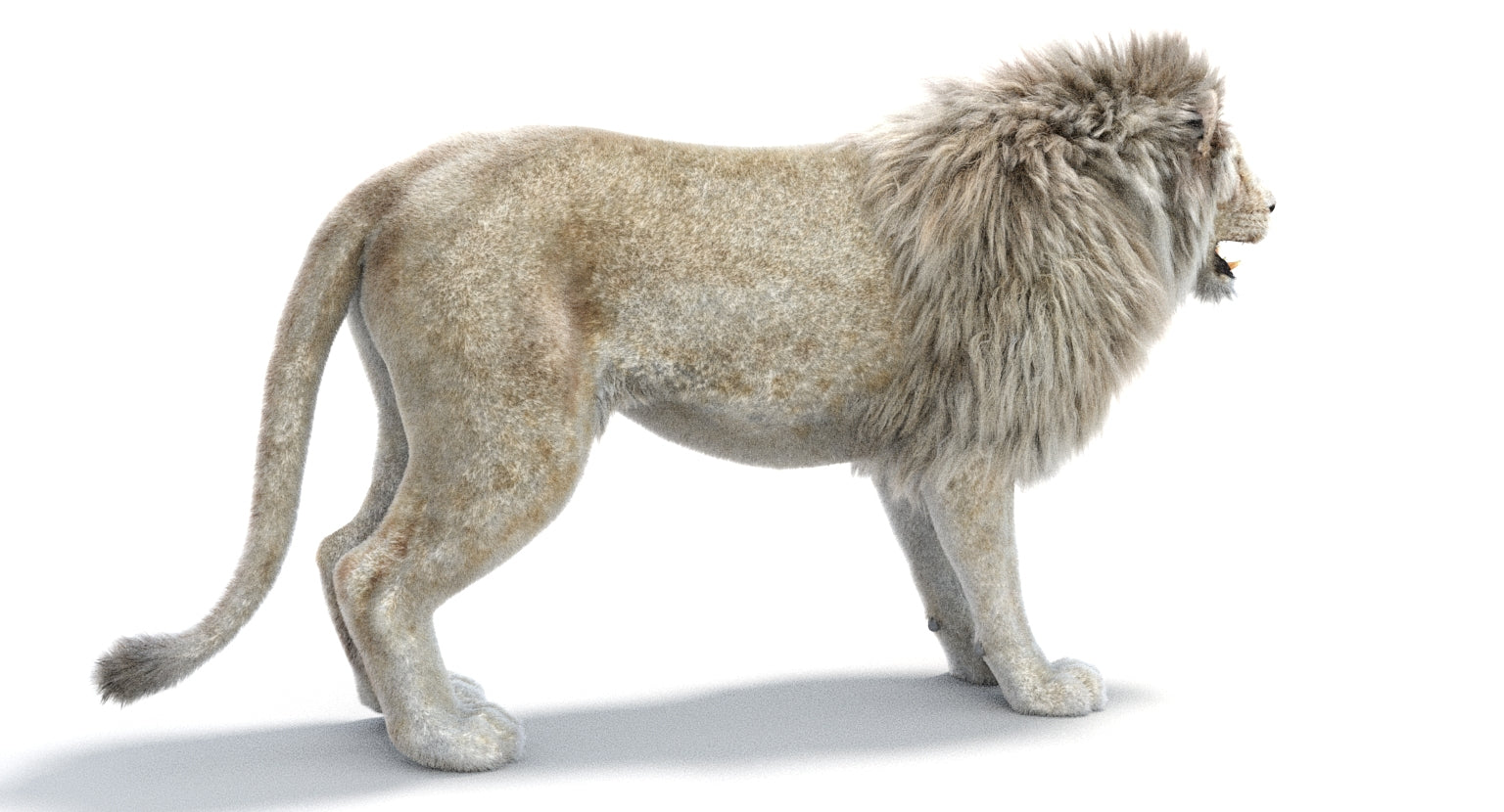 Realistic White Lion 3D Model with Fur for Download
