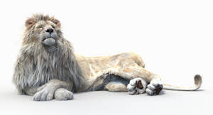 Lifelike White Lion 3D Model Lying Down with Fur, Eyes and Mouth Closed Thumbnail