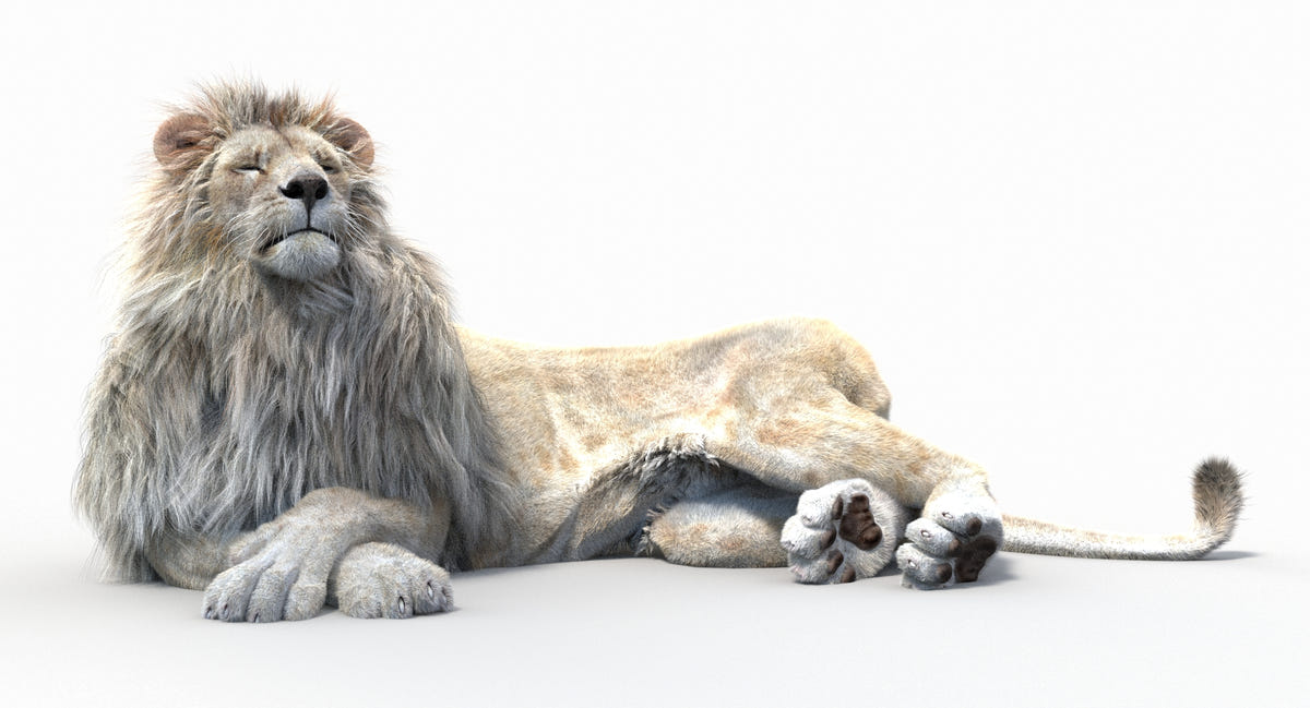 Lifelike White Lion 3D Model Lying Down with Fur, Eyes and Mouth Closed