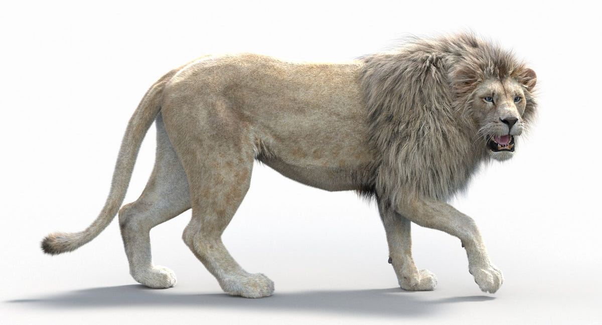 Rigged White Lion 3D Model with Realistic Fur Standing And looking side