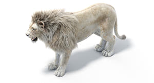 Realistic White Lion 3D Model with Fur for Download Thumbnail