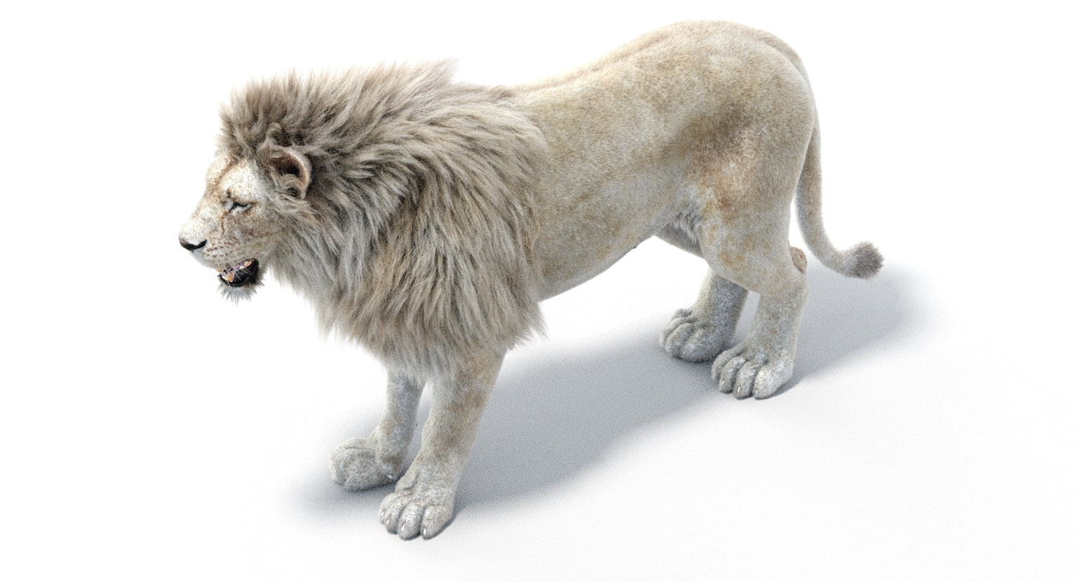 Realistic White Lion 3D Model with Fur for Download