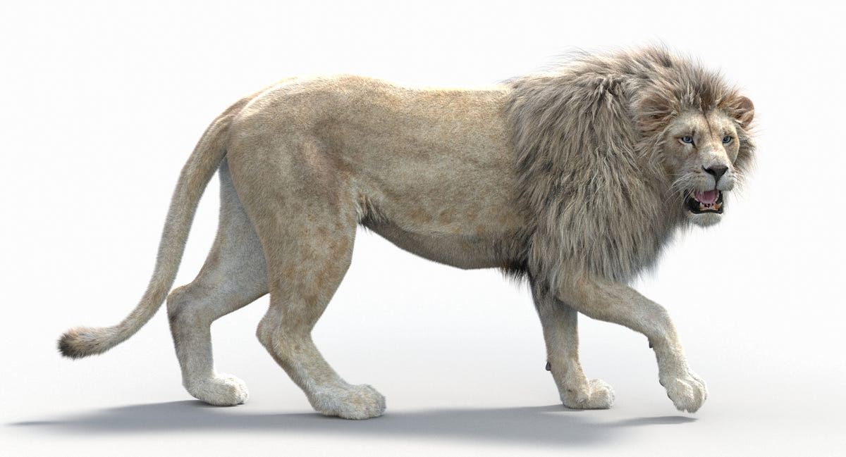 Animated White Lion 3D Model Side Walking Pose with Fur