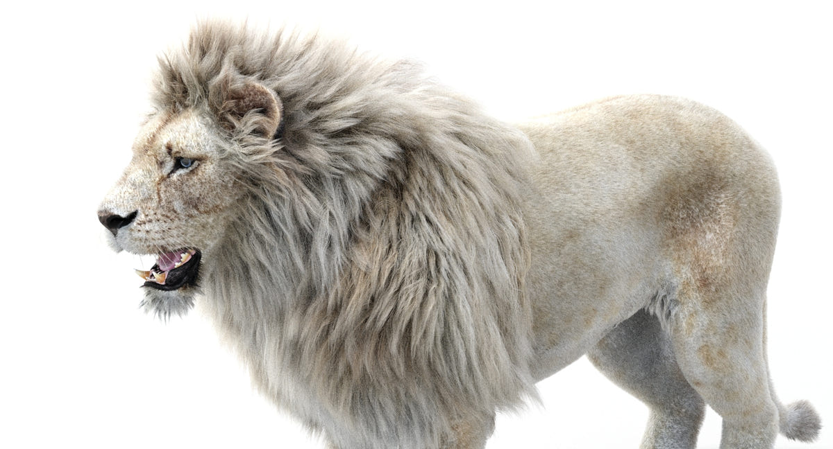 Realistic White Lion 3D Model with Fur for Download