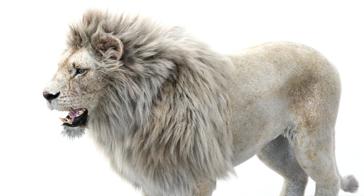Realistic White Lion 3D Model with Fur for Download
