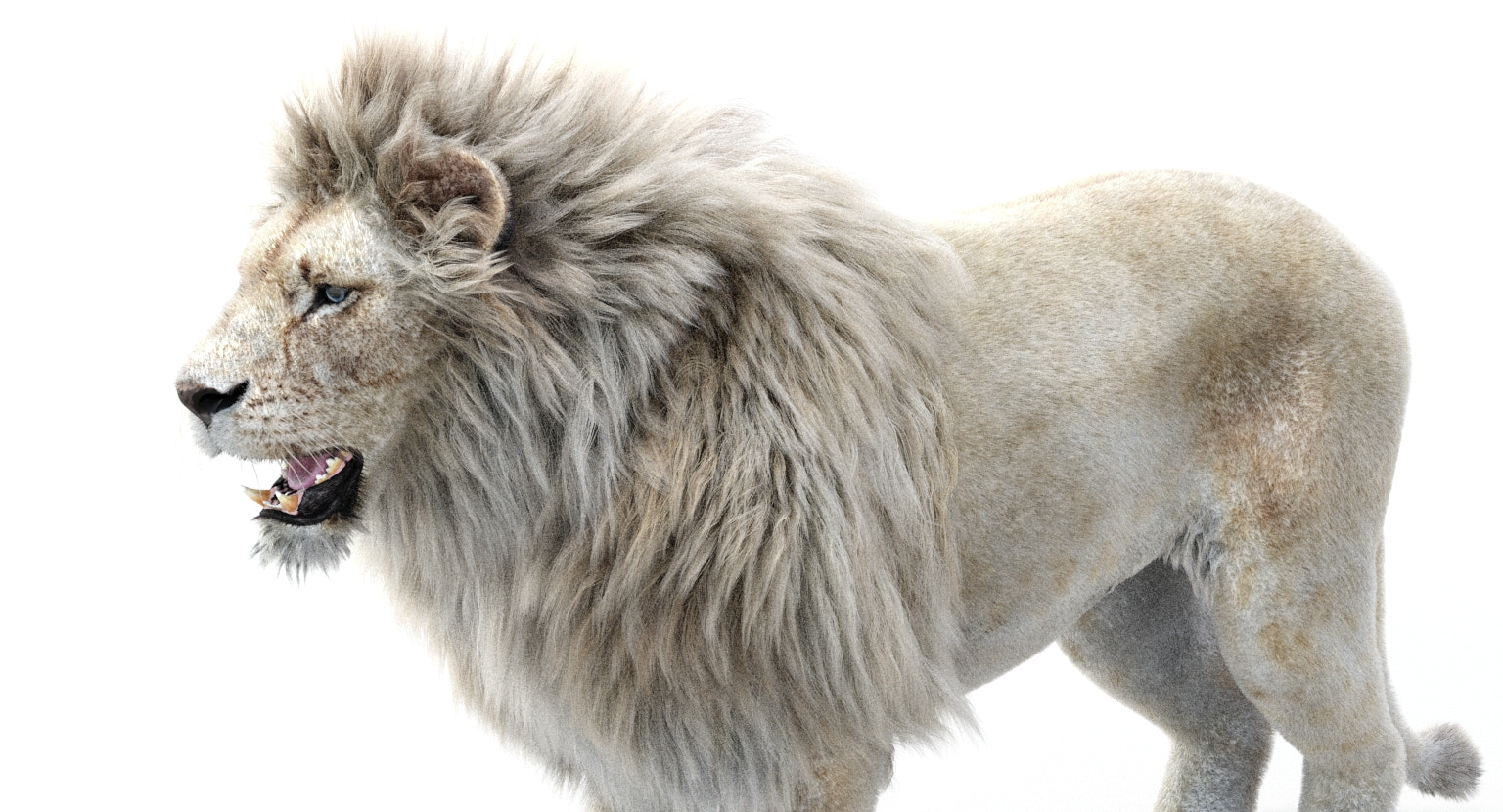 Realistic White Lion 3D Model with Fur for Download