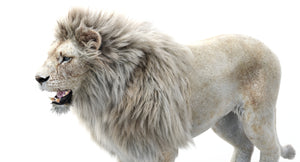 Realistic White Lion 3D Model with Fur for Download Thumbnail