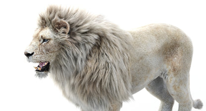 White Lion 3D Model Fur
