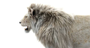 Realistic White Lion 3D Model with Fur for Download Thumbnail