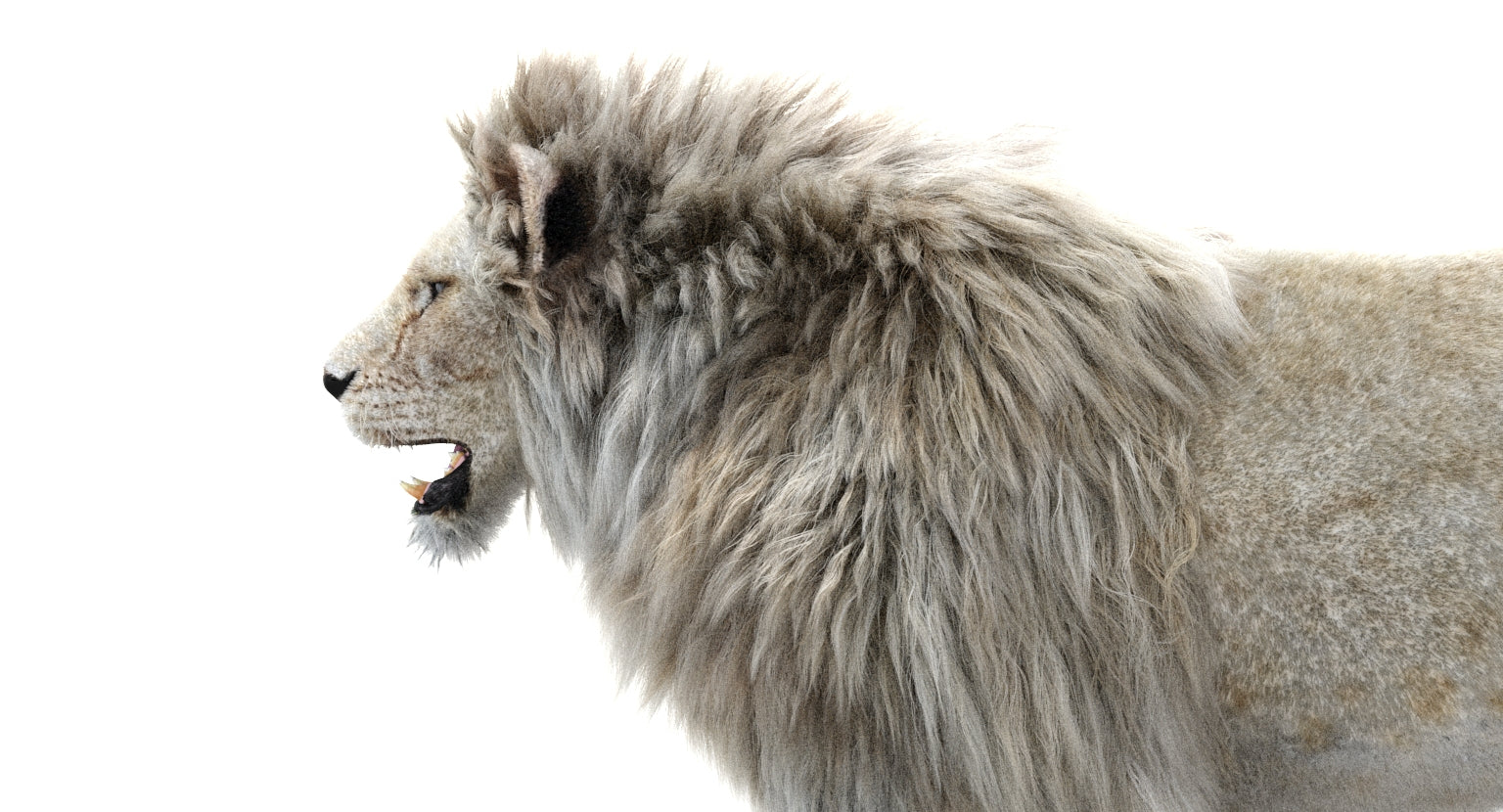 Realistic White Lion 3D Model with Fur for Download