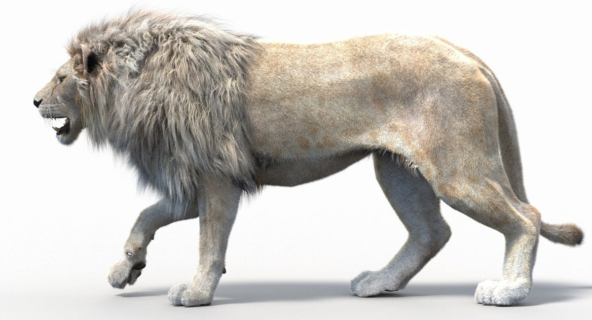 3D model of a lion walking on a white background with Realistic white Fur