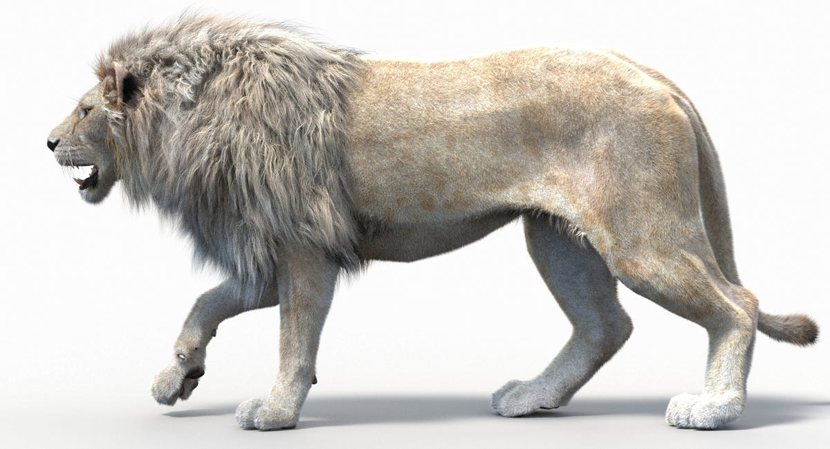 White Lion 3D Model Side View Walking Pose with Realistic Fur